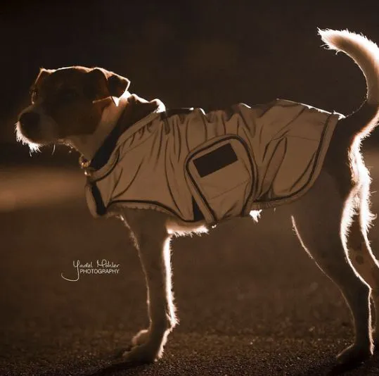 Kentucky Dog Raincoat