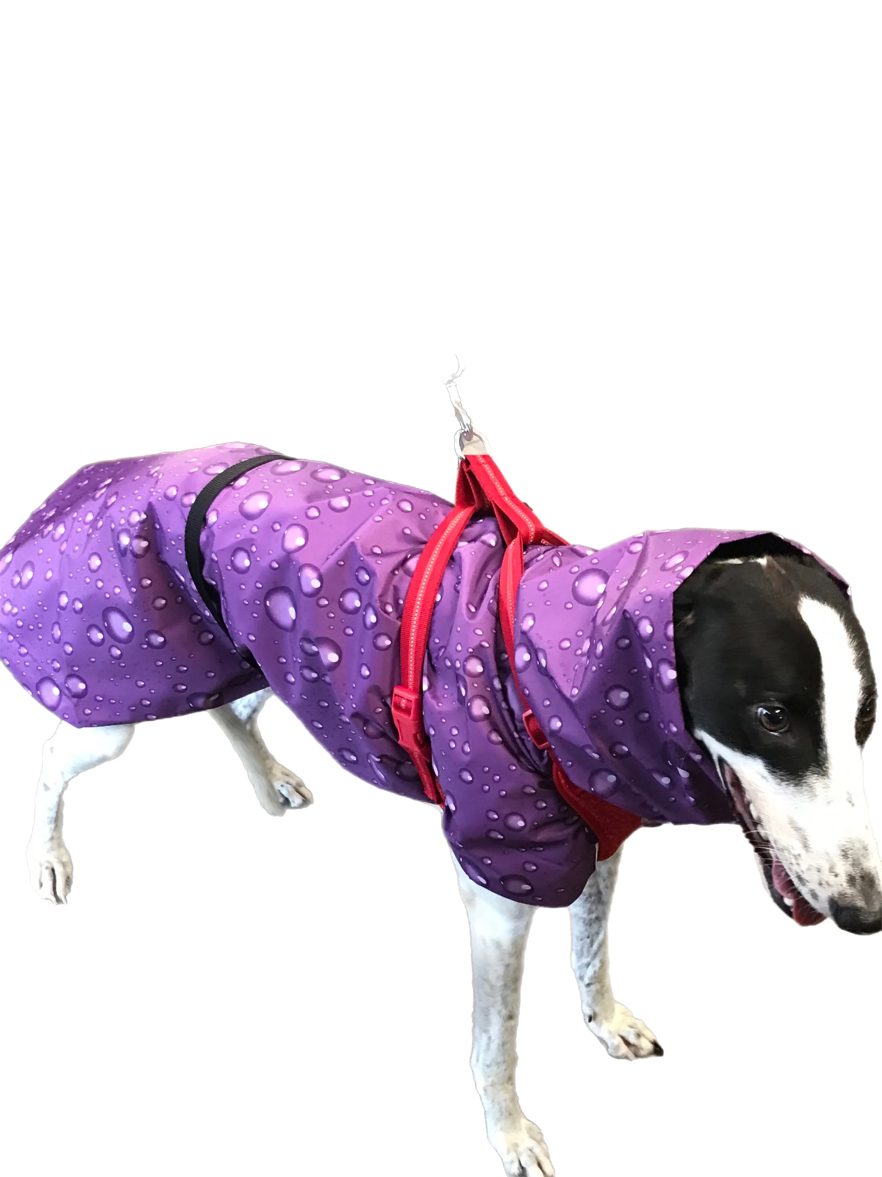 Lightweight rainwear Greyhound coat deluxe style, easy care, fashion statement