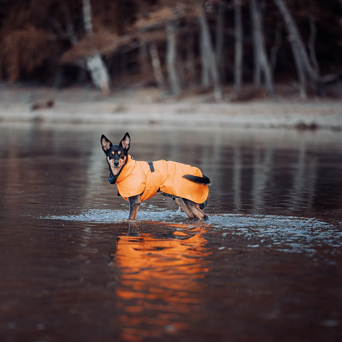 Recovery Dog Raincoat Orange