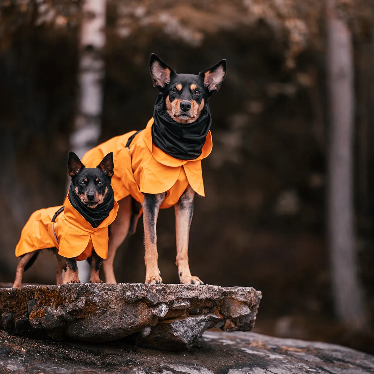 Recovery Dog Raincoat Orange