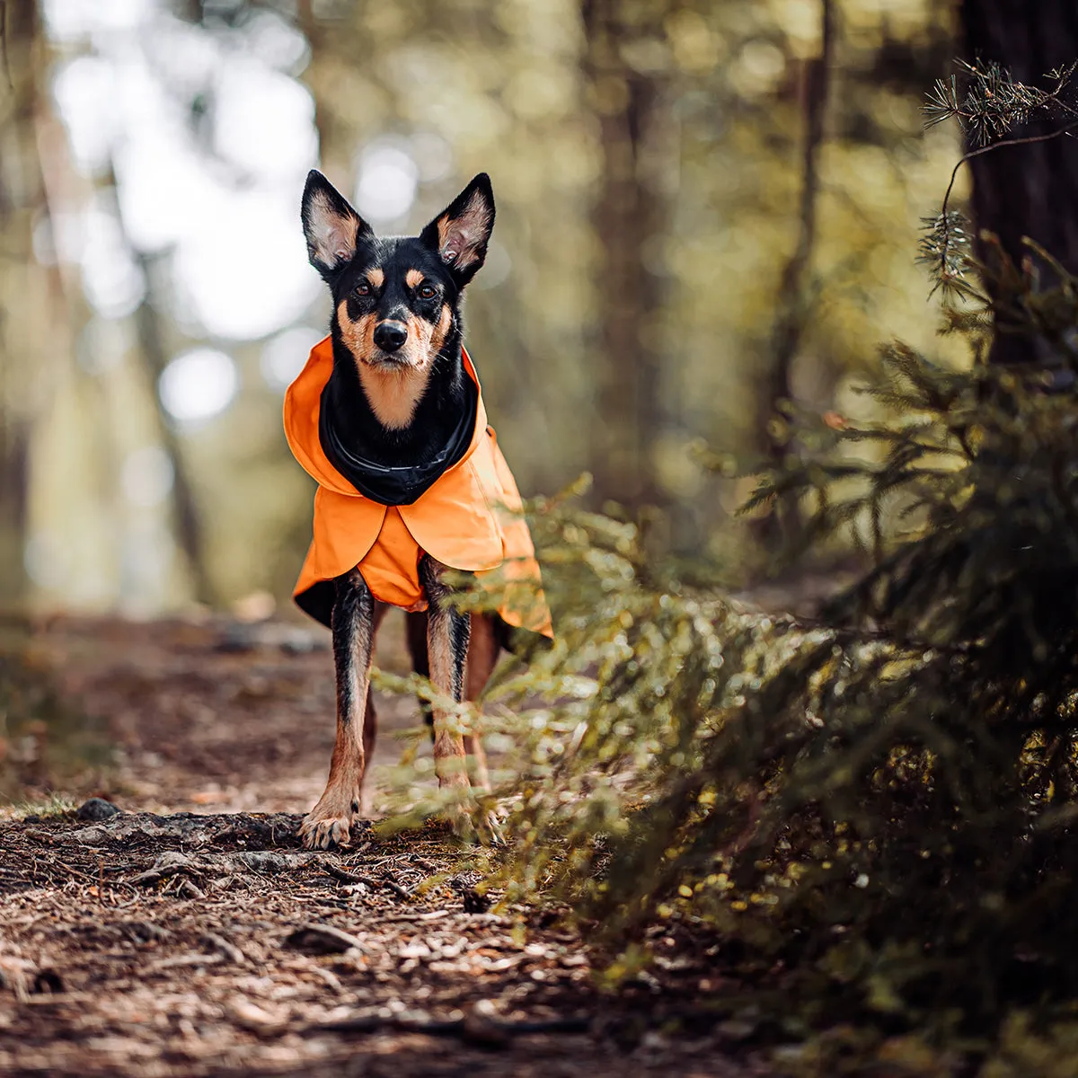 Recovery Dog Raincoat Orange