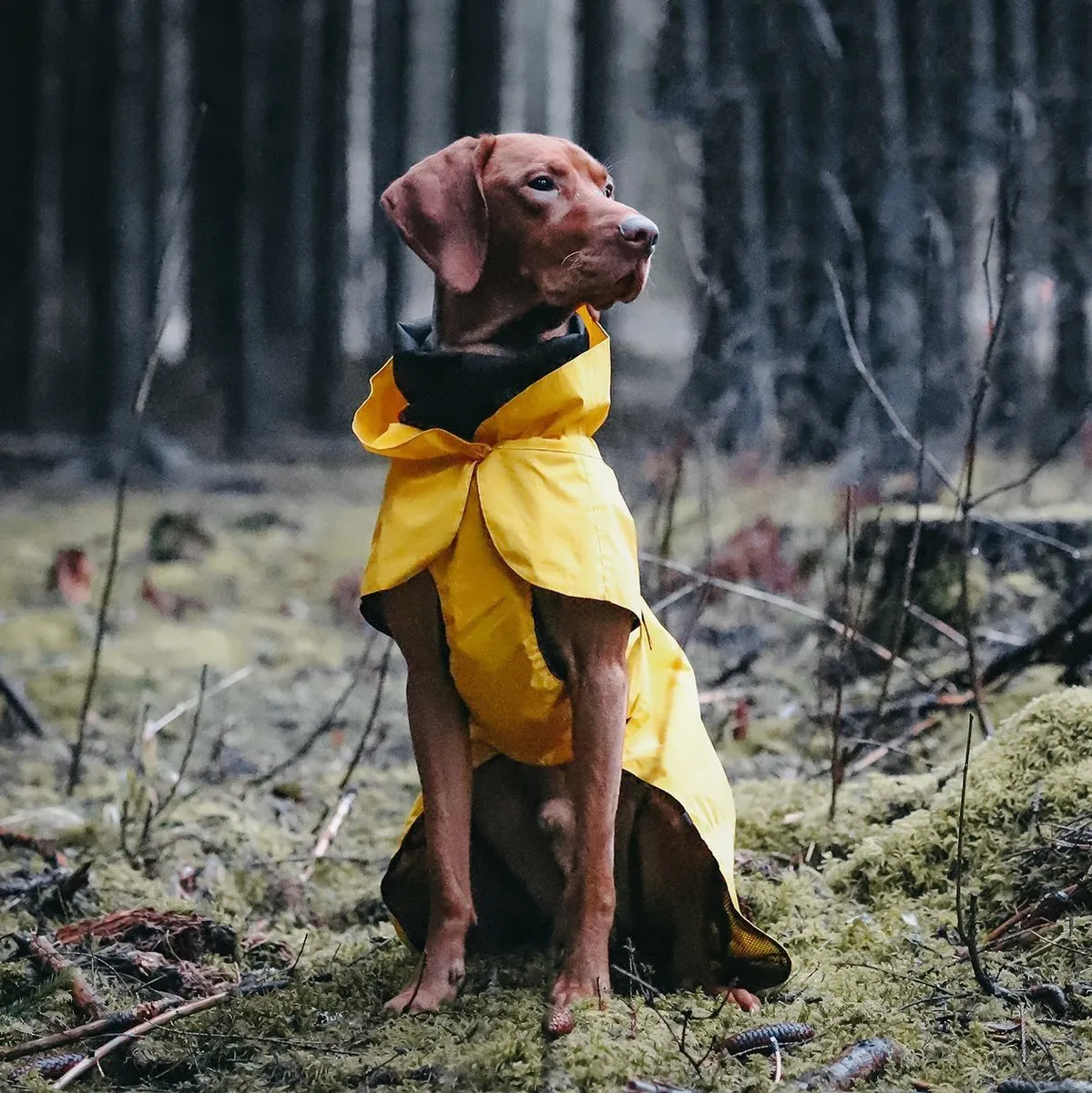 Visibility Dog Raincoat Lite Yellow