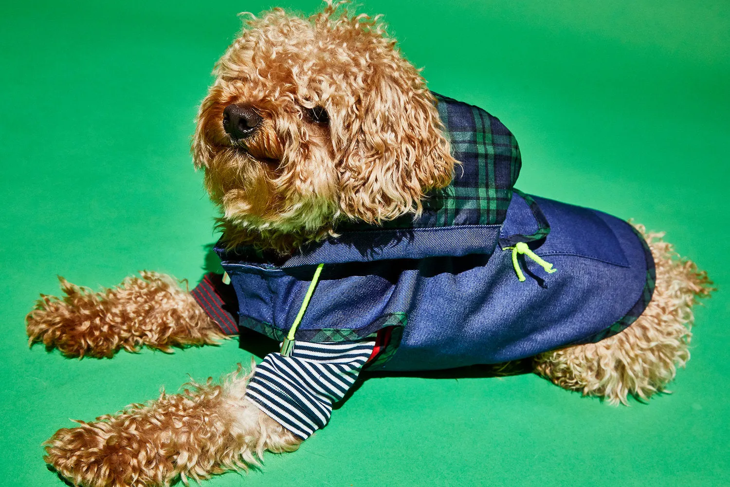 WARE OF THE DOG | Blue Anorak Raincoat with Tartan Trim